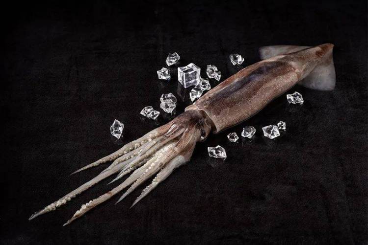 【海旻食品】八月与您相约2025年越南海鲜渔业展~