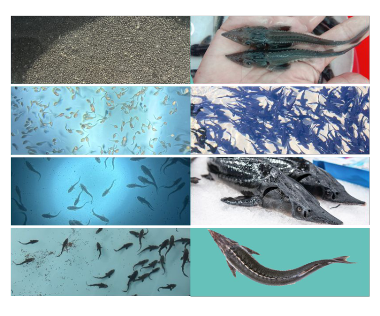 上饶鲟鳇科技诚邀全球伙伴共赴2025年越南渔业盛会,B502展位不见不散!