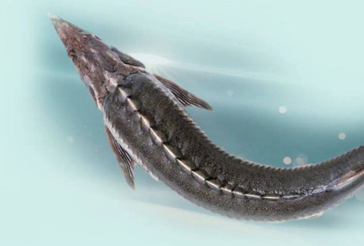 上饶鲟鳇科技诚邀全球伙伴共赴2025年越南渔业盛会,B502展位不见不散!