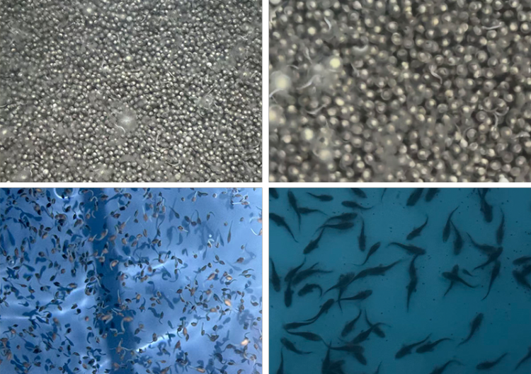 深入越南鲟鱼市场,鲟鳇科技亚洲布局再落一子 | 2025年越南渔业展纪实