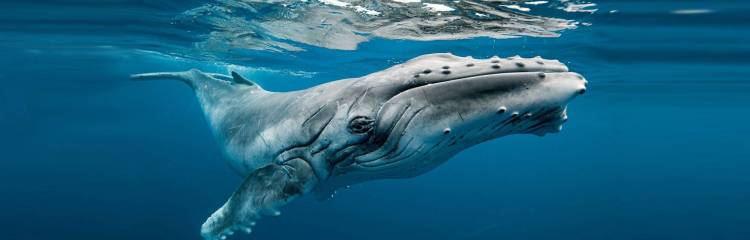 菲律宾马尼拉国际潜水展:亚洲顶级盛会