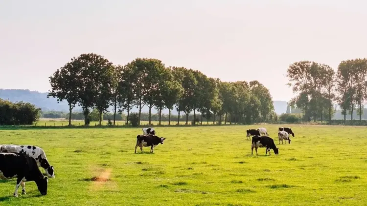 丹麦海宁国际工业技术展览会:2025乳制品行业化学风险研讨会