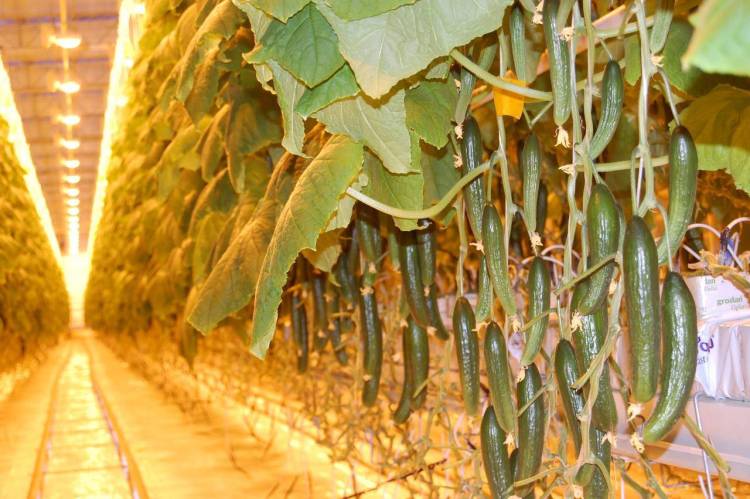 2025年俄罗斯莫斯科国际果蔬展览会:参展商Reflux Group