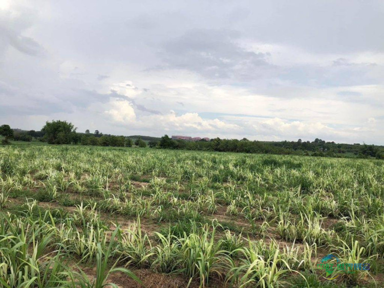 泰国孔敬国际糖业展:2026年可持续育种政策与创新