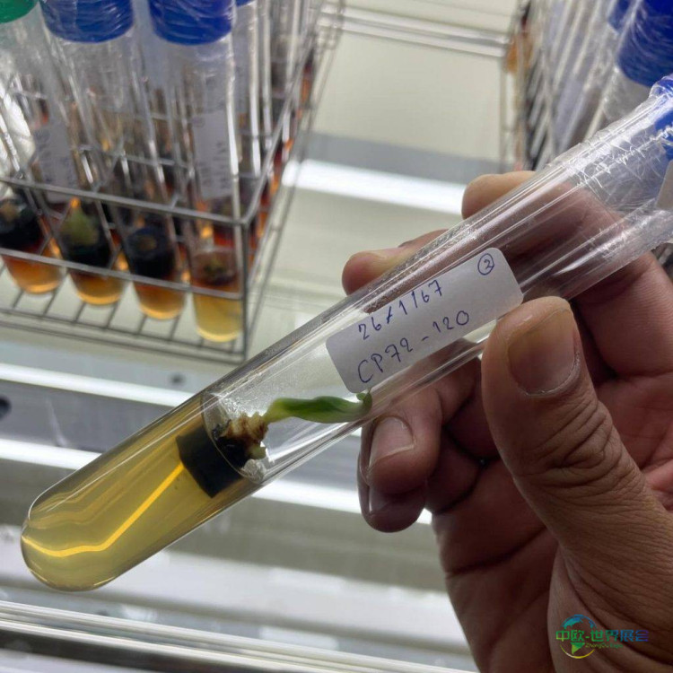 泰国孔敬国际糖业展:2026年可持续育种政策与创新