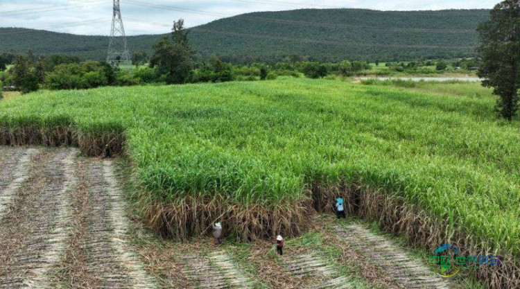 泰国孔敬国际糖业展:2026年可持续育种政策与创新