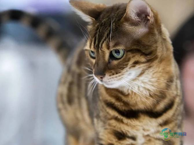 2026年法国巴黎国际农牧业展览会:更新牛只参展情况