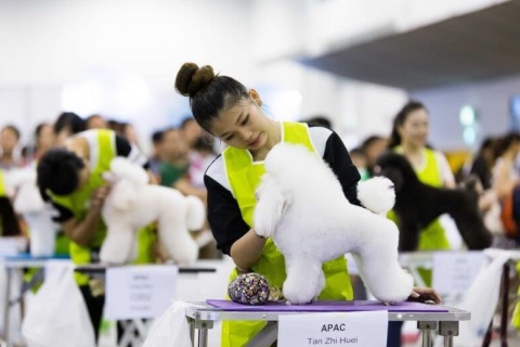 新加坡宠物展览会展会现场图片