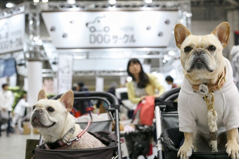 日本东京宠物用品展览会展会现场图片