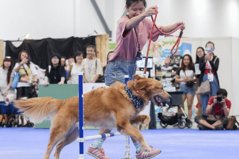 新加坡宠物展览会展会现场图片