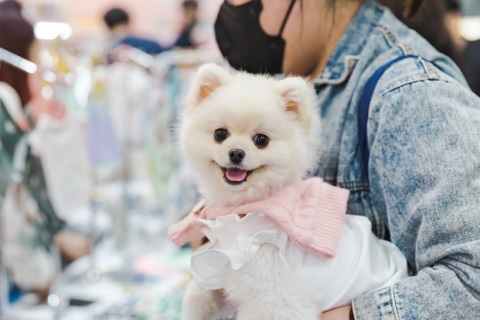 韩国首尔宠物用品展览会K-PET展会现场图片