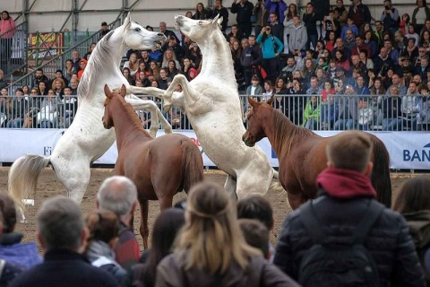 意大利维罗纳马术马具展览会展会现场图片