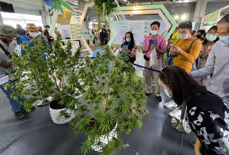 泰国曼谷大麻展-亚洲国际大麻论坛AIHEF
