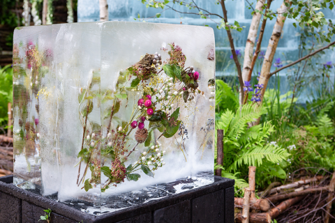 英国切尔西花展展会现场图片