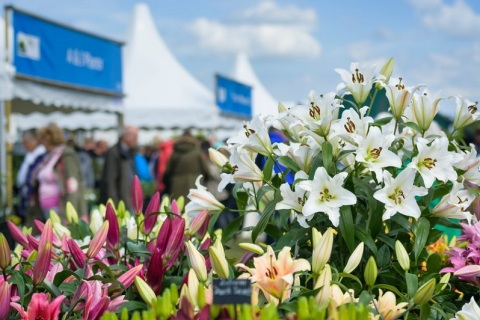 英国切尔西花展展会现场图片