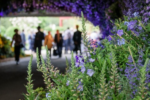 英国切尔西花展展会现场图片