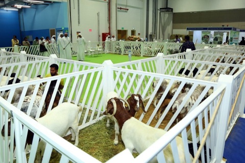 中东阿联酋迪拜畜牧业展览会展会现场图片