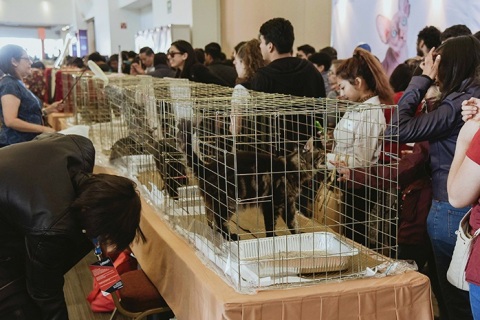 墨西哥宠物用品展览会展会现场图片