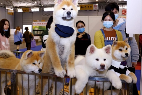 成都国际宠物展-成都宠博会展会现场图片