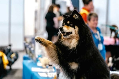 澳洲澳大利亚墨尔本宠物展览会展会现场图片