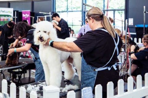 澳洲澳大利亚墨尔本宠物展览会展会现场图片