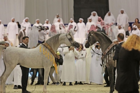 中东迪拜马术马具展览会展会现场图片