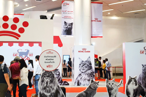 泰国曼谷猫展展会现场图片