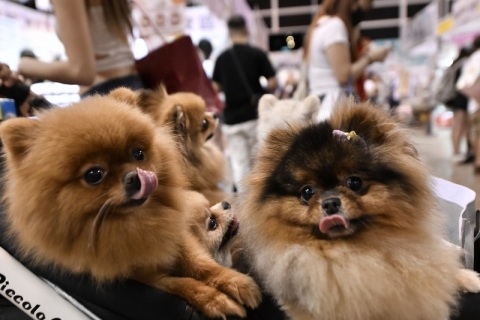 香港优质宠物用品展展会现场图片