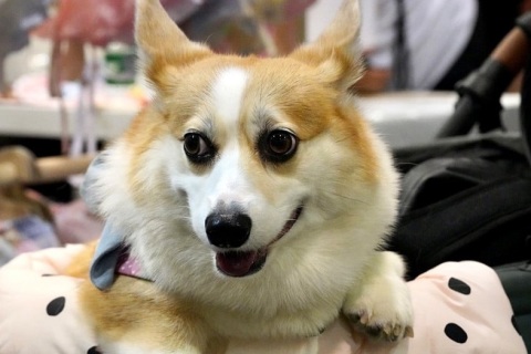 香港优质宠物用品展展会现场图片