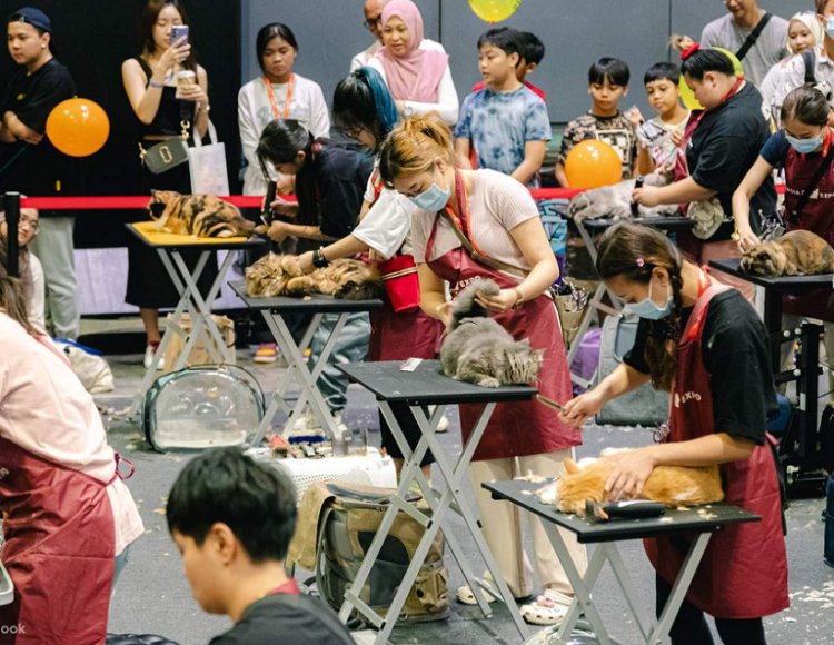 香港猫迷博览会