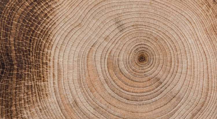 印度木工机械展：推动家具制造业的国际盛会