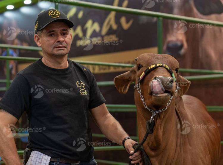 2025年哥伦比亚波哥大国际黄牛饲养及农产品展览会：迎来半个世纪的辉煌