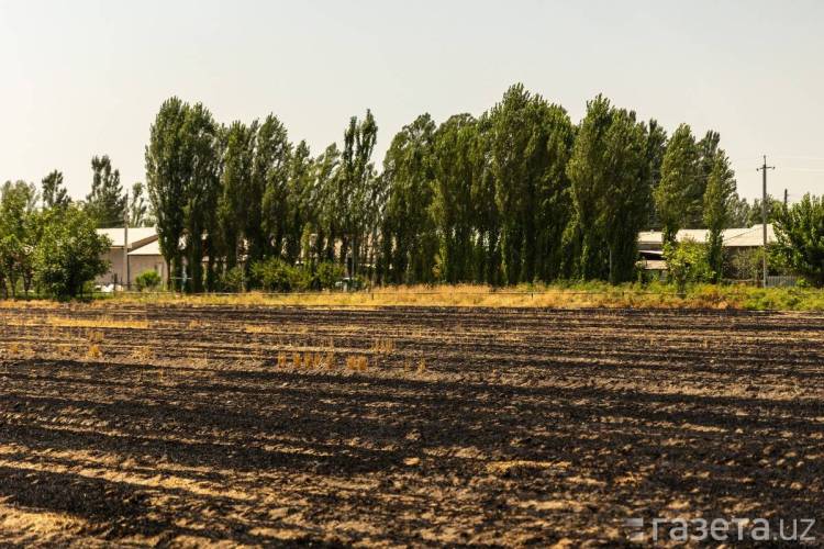 2026年乌兹别克斯坦塔什干国际农业展览会拭目以待！