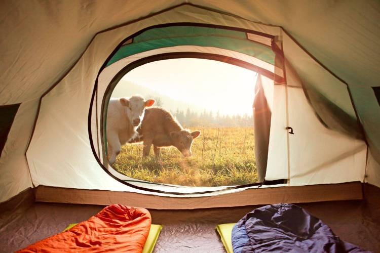 英国伯明翰创新农业展：引领2025农场多元化与可持续发展