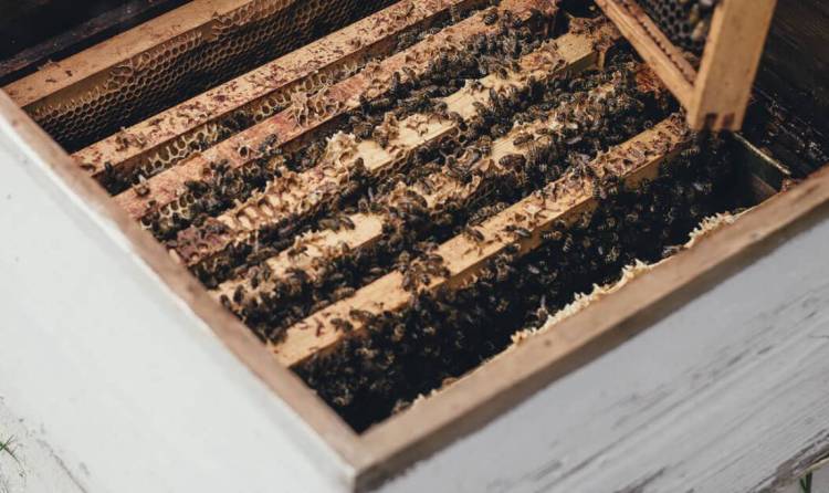 2025年意大利皮亚琴察国际养峰业展览会：最合格的养蜂产品