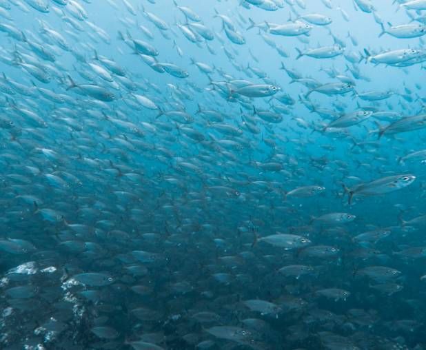  意大利波代诺内国际水产养殖、贝类养殖、藻类养殖和渔业会议及贸易展览会 AQUA FARM 2025圆满落幕