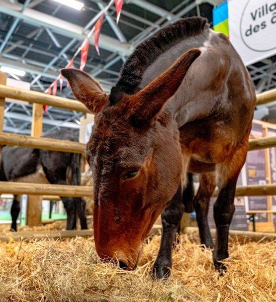 法国巴黎农展：亲密接触动物的好机会