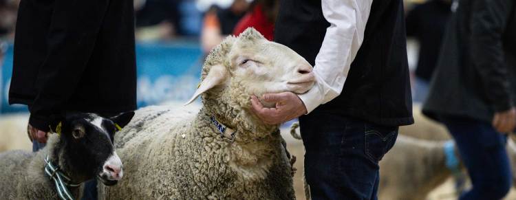 法国巴黎农展2026年信息更新