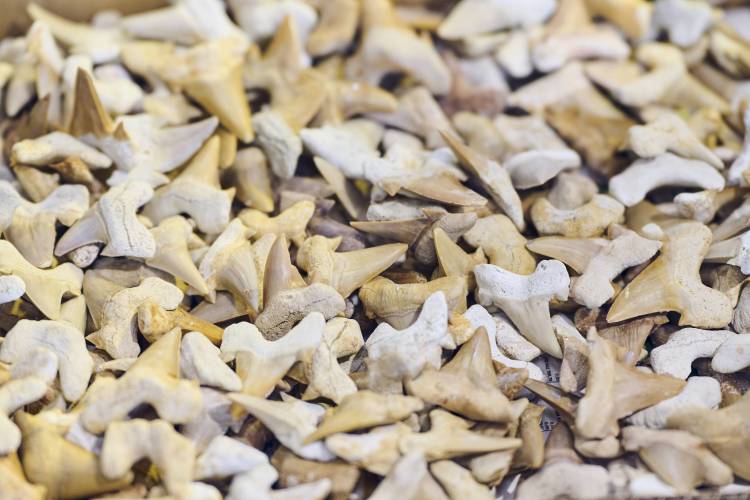 探索远古世界的窗口——慕尼黑矿产展化石区