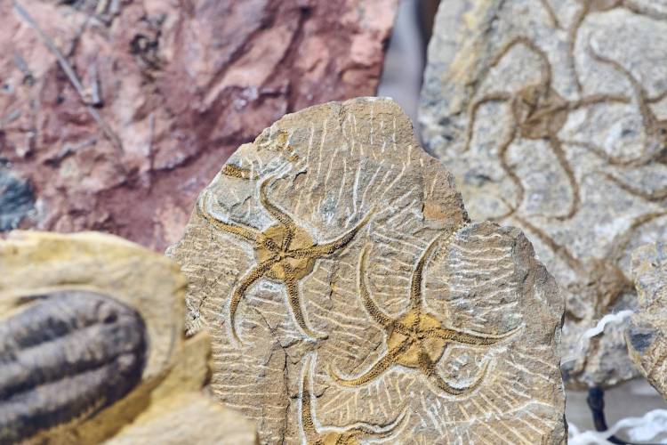 探索远古世界的窗口——慕尼黑矿产展化石区