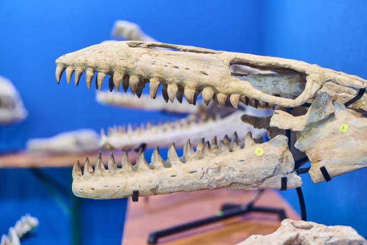 探索远古世界的窗口——慕尼黑矿产展化石区