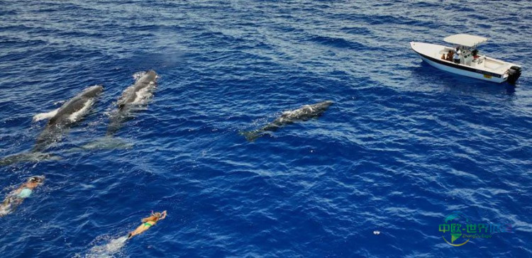 游艇与鲸群相遇 毛里求斯邂逅之旅提供