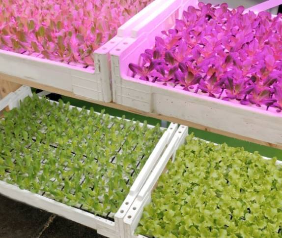 2025年波代诺内国际农业技术展圆满落幕