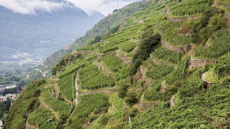 2026年意大利佛罗伦萨美食展：阿尔瓦罗·德·安娜讲述英雄葡萄酒