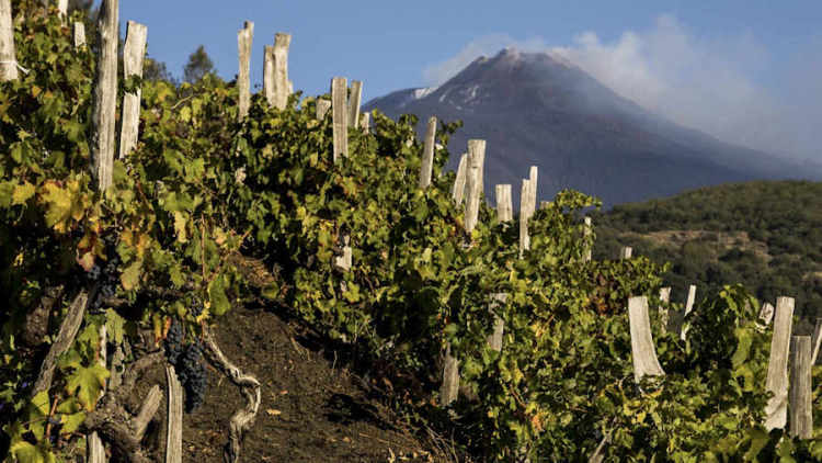 2026年意大利佛罗伦萨美食展：阿尔瓦罗·德·安娜讲述英雄葡萄酒