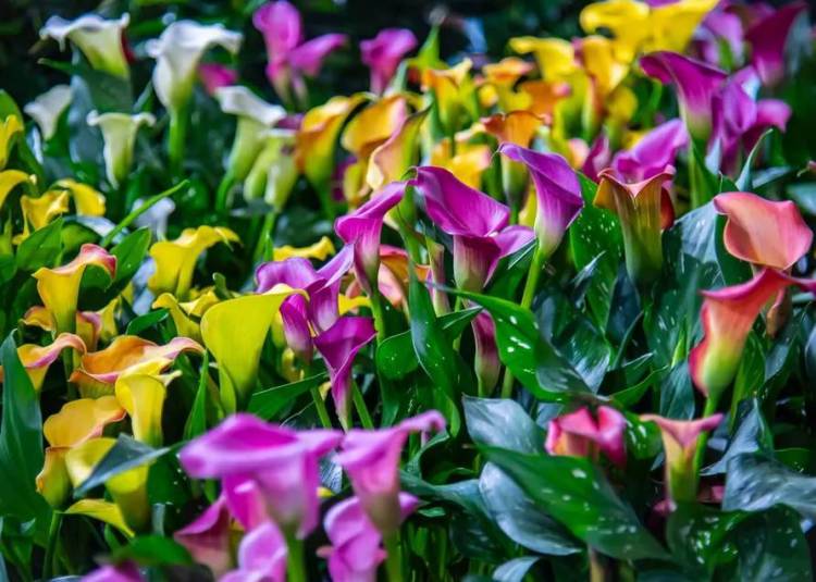 2025年哈萨克斯坦阿拉木图国际农业展览会：Evoteck Srl意大利农业科技革新