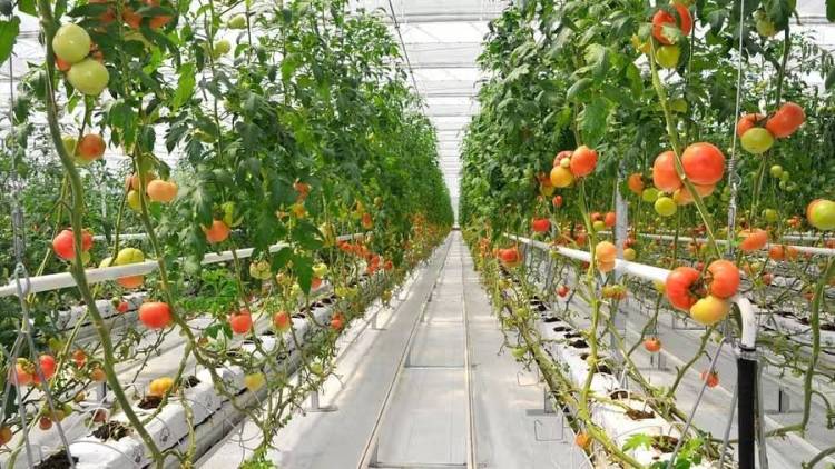 2026年塔什干国际农业展聚焦水资源管理现代化