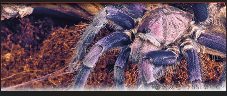 睿准科技Essemtec 以“丛林智慧”致敬德国慕尼黑国际电子生产设备展Productronica 50周年