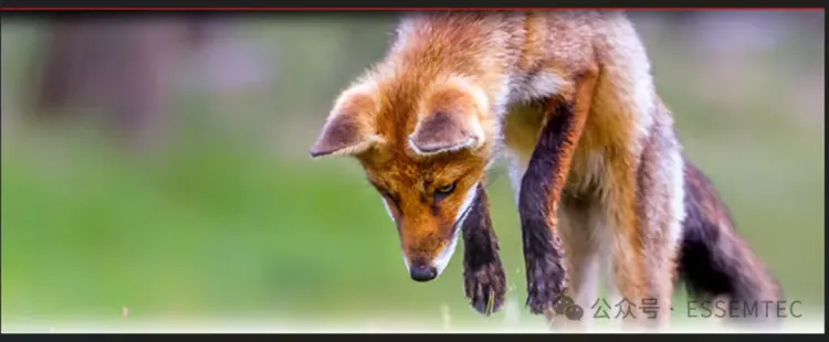 睿准科技Essemtec 以“丛林智慧”致敬德国慕尼黑国际电子生产设备展Productronica 50周年