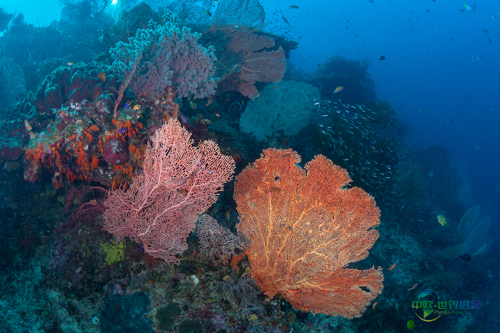 2026巴黎海洋沙龙：探索深海奇观